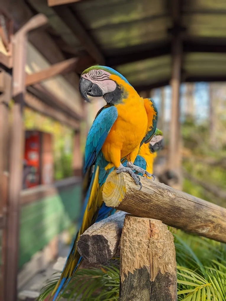 Gatorland Orlando Ticket