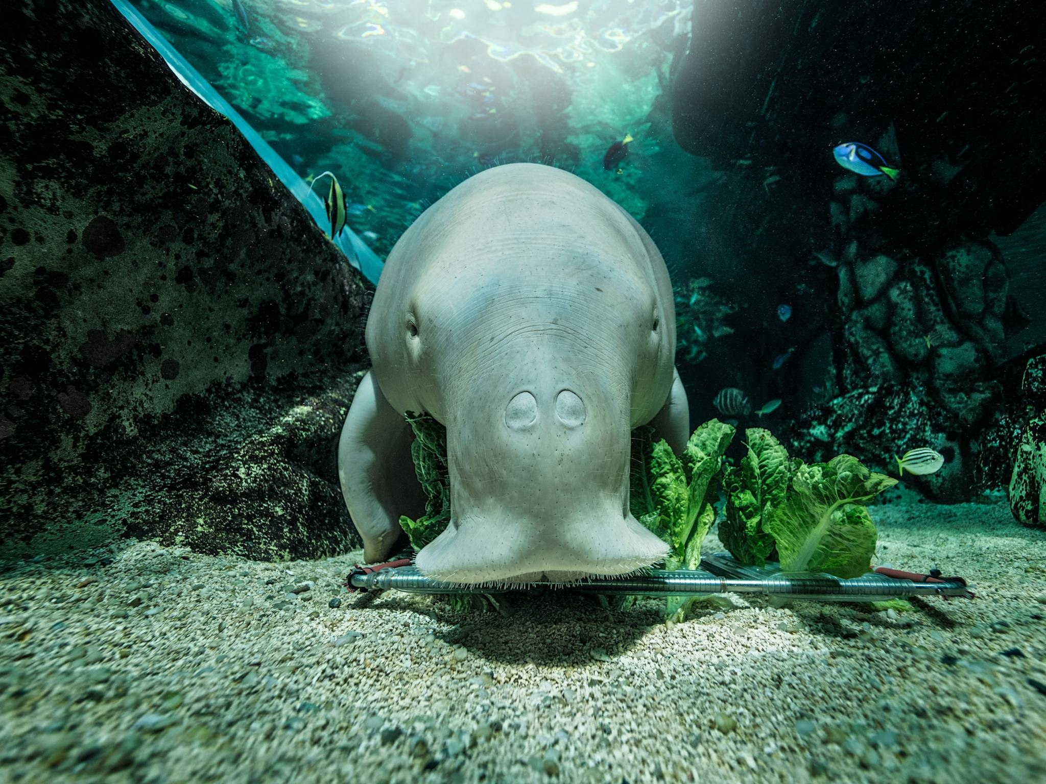 SEA LIFE Sydney Aquarium General Tickets