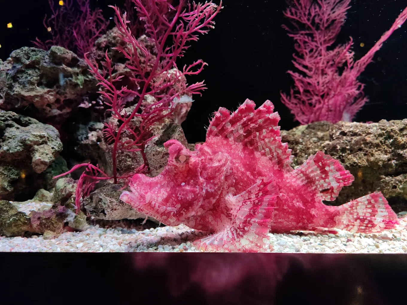 SEA LIFE Bangkok Ocean World Tickets