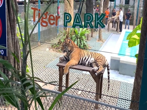 Tiger Park Pattaya Admission Ticket