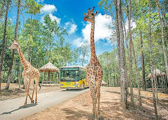 Vinpearl Safari Phu Quoc Tickets