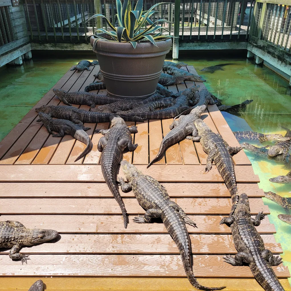 Gatorland Orlando Ticket