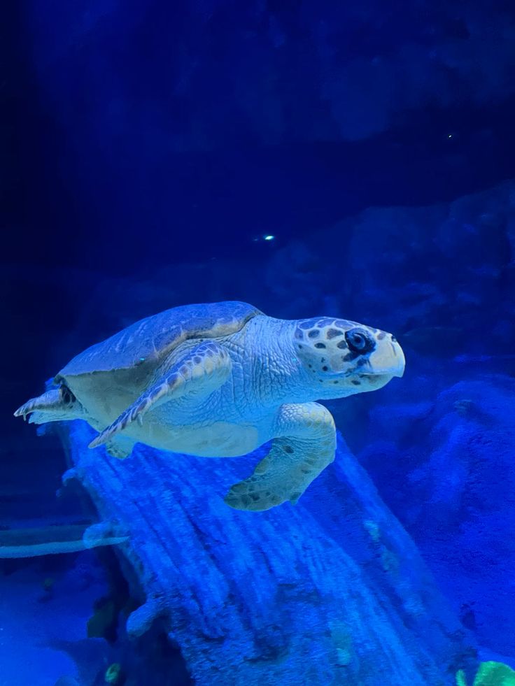 SEA LIFE Melbourne Aquarium Tickets