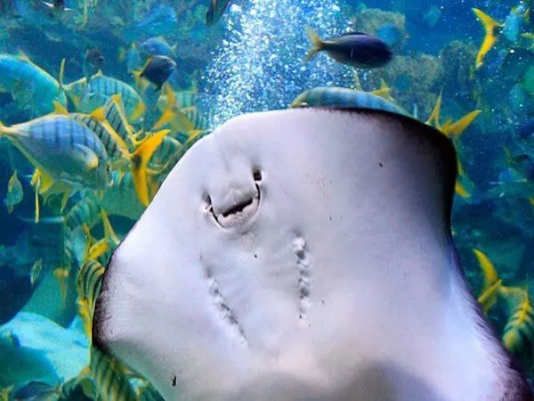 Aquaria KLCC General Admission Ticket
