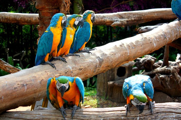 Safari World Bangkok Admission Ticket