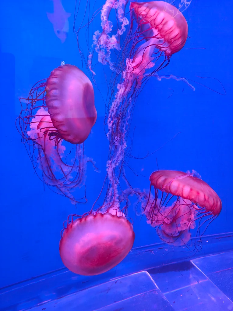 SEA LIFE Bangkok Ocean World Tickets