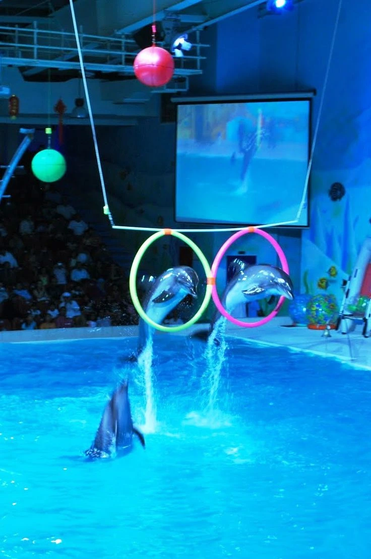 Dubai Dolphinarium Entry & Show Tickets
