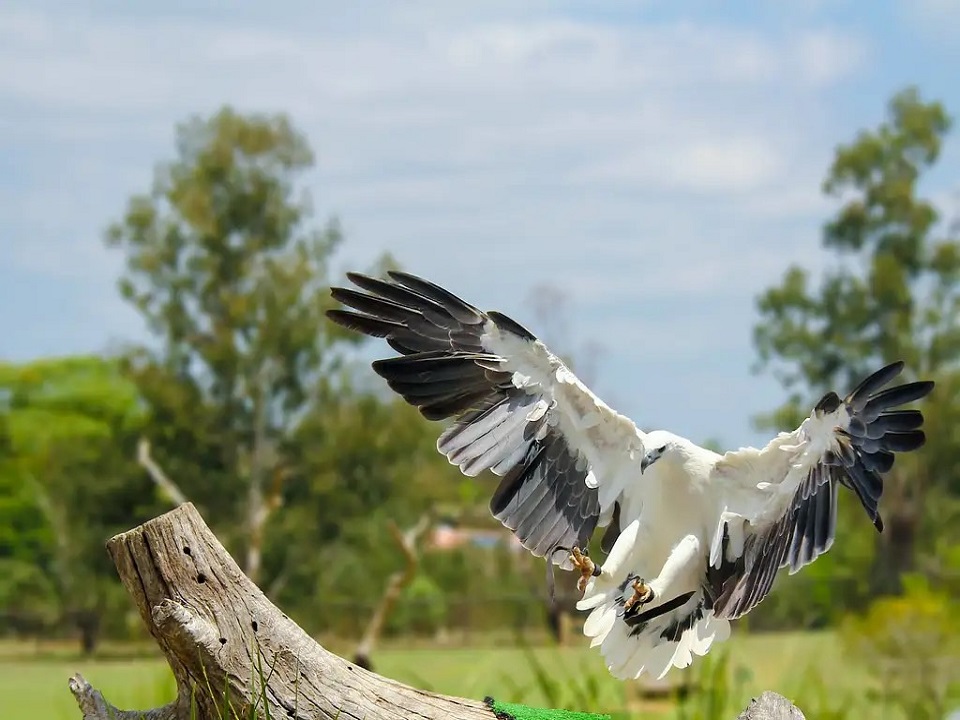 Lone Pine Koala Sanctuary General Entry Ticket