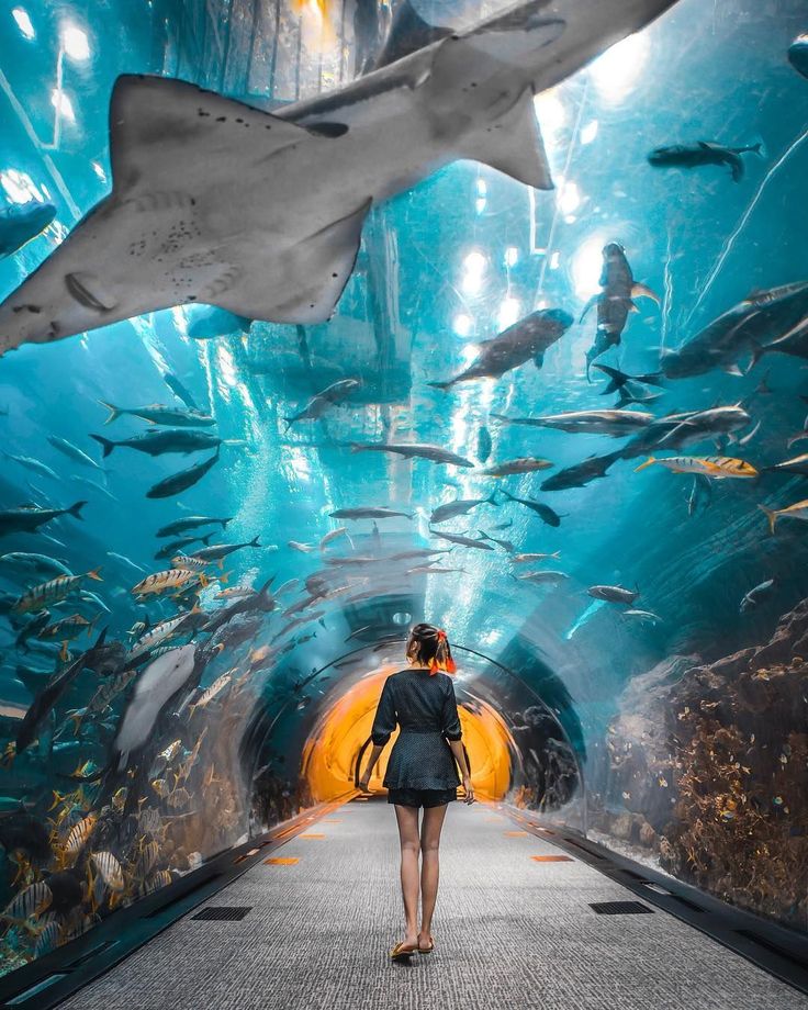 Dubai Aquarium & Underwater Zoo Entry Tickets