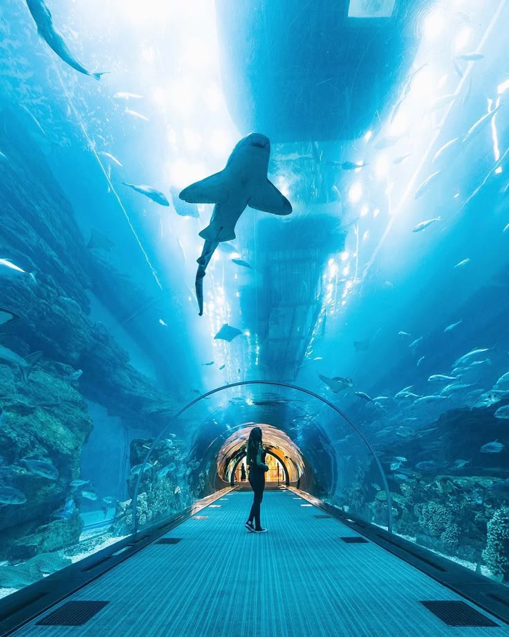 Dubai Aquarium & Underwater Zoo Entry Tickets