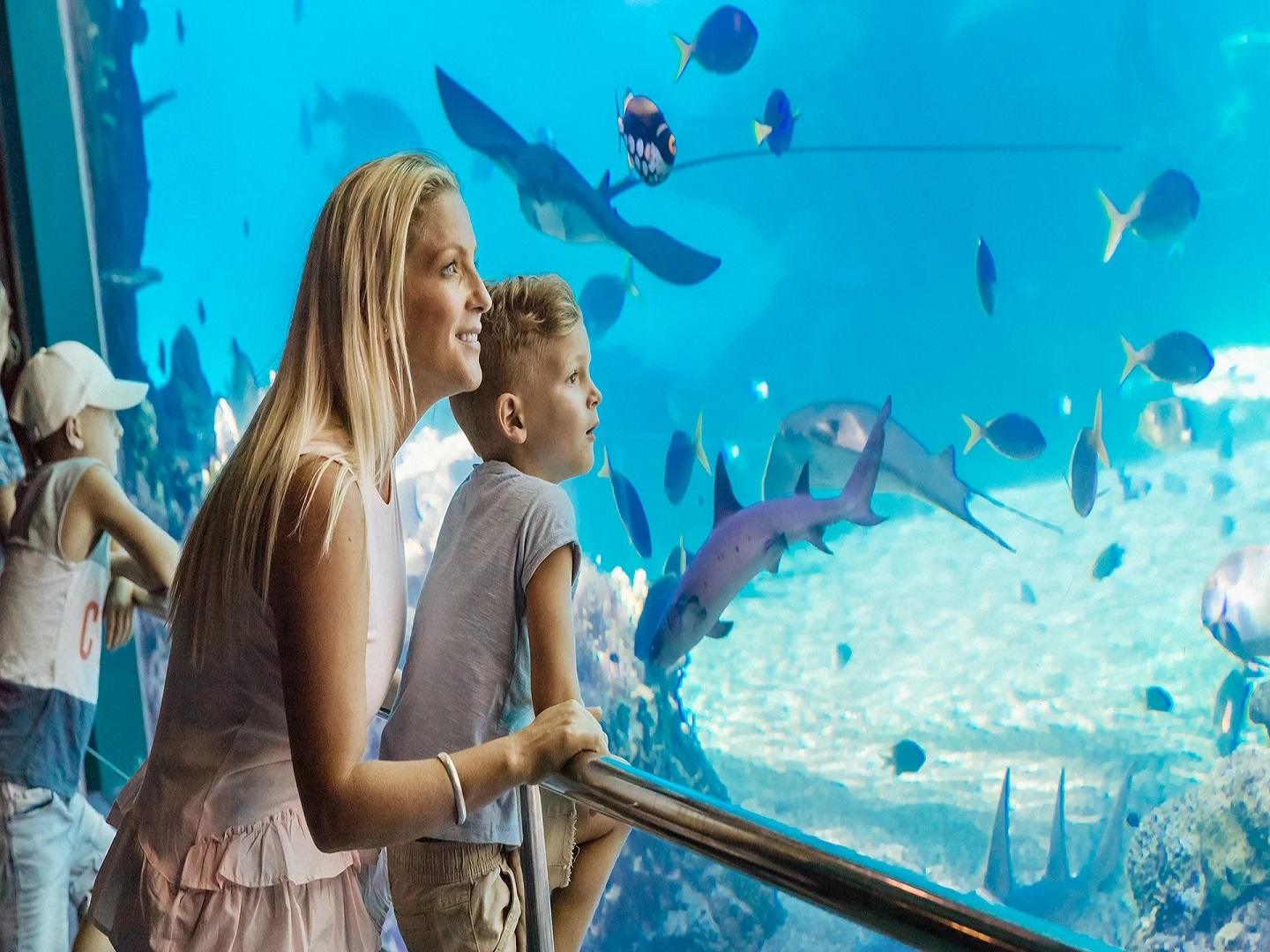 Sea World Gold Coast Admission Tickets