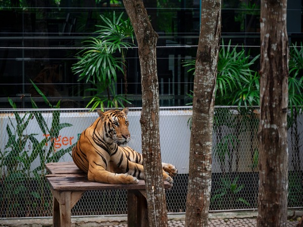 Tiger Park Pattaya Admission Ticket