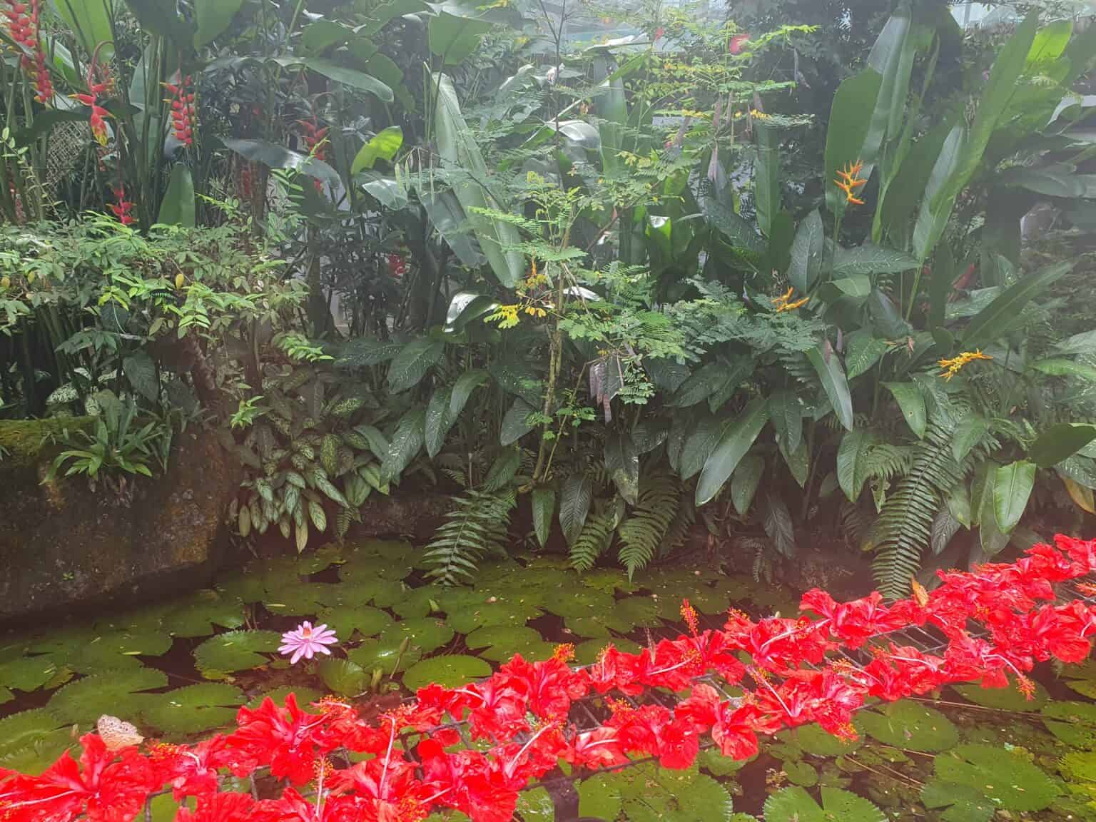 Entopia Penang Butterfly Farm Admission Pass