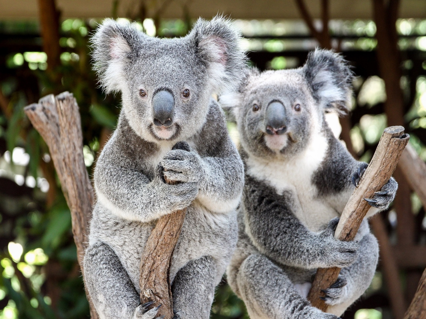 Lone Pine Koala Sanctuary General Entry Ticket