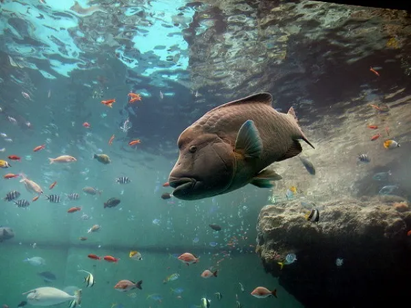 Okinawa Churaumi Aquarium Tickets